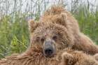 Alaskan brown bear along Alagnak River, Alaska. Art Print